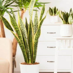 Bogenhanf, Topf-Ø 21 Cm, Höhe Ca. 80 Cm -Madison Verkäufe 0250200546 Sansevieria Trifasciata Laurentii3