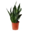 Bogenhanf 'Silver Flame', Topf-Ø 21 Cm, Höhe Ca. 60 Cm -Madison Verkäufe 0250200567 Sansevieria Silver Flame 21cm T H60cm