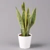 Bogenhanf In Keramiktopf Dallas Weiß, Topf-Ø 12 Cm, Höhe Ca. 35-45cm 1 Bogenhanf In Keramiktopf Dallas Weiß, Topf-Ø 12 Cm, Höhe Ca. 35-45cm -Madison Verkäufe 0250200713 Sansev Laurentii Dallas weiss 1 1