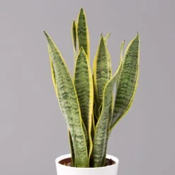 Bogenhanf In Keramiktopf Dallas Weiß, Topf-Ø 12 Cm, Höhe Ca. 30-45 Cm, 3er-Set -Madison Verkäufe 0250200713 Sansev Laurentii Dallas weiss 2