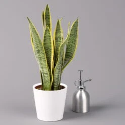 Bogenhanf In Keramiktopf Dallas Weiß, Topf-Ø 12 Cm, Höhe Ca. 35-45cm -Madison Verkäufe 0250200713 Sansev Laurentii Dallas weiss 3 1