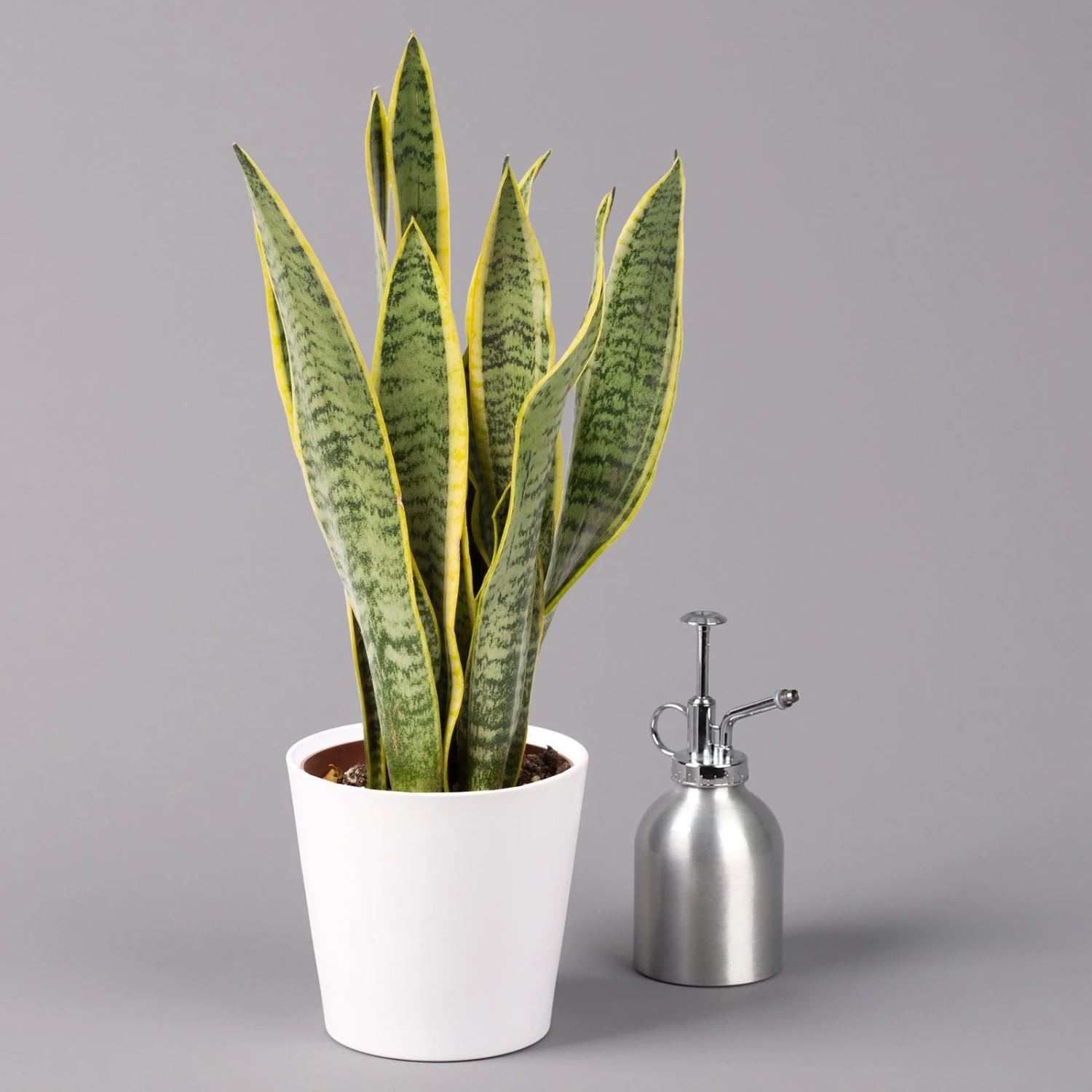 Bogenhanf In Keramiktopf Dallas Weiß, Topf-Ø 12 Cm, Höhe Ca. 35-45cm, 2er-Set 6 Bogenhanf In Keramiktopf Dallas Weiß, Topf-Ø 12 Cm, Höhe Ca. 35-45cm, 2er-Set – Bild 4