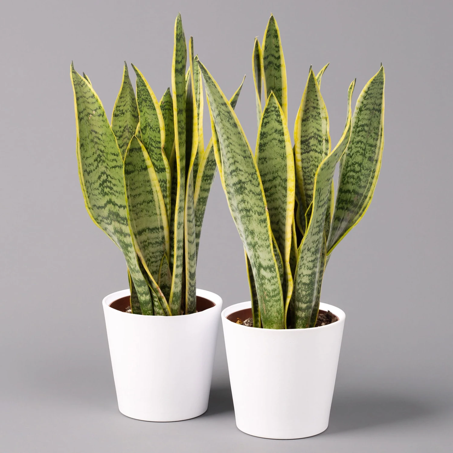 Bogenhanf In Keramiktopf Dallas Weiß, Topf-Ø 12 Cm, Höhe Ca. 35-45cm, 2er-Set 3 Bogenhanf In Keramiktopf Dallas Weiß, Topf-Ø 12 Cm, Höhe Ca. 35-45cm, 2er-Set