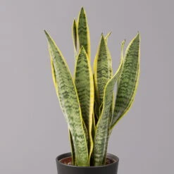 Bogenhanf In Keramiktopf Anthrazit, Topf-Ø 12 Cm, Höhe Ca. 35-45 Cm, 3er-Set -Madison Verkäufe 0250200718 Sansev Laurentii Dallas anthrazit 2