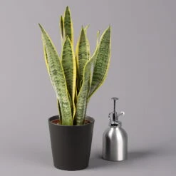 Bogenhanf In Keramiktopf Anthrazit, Topf-Ø 12 Cm, Höhe Ca. 35-45 Cm, 3er-Set -Madison Verkäufe 0250200718 Sansev Laurentii Dallas anthrazit 3