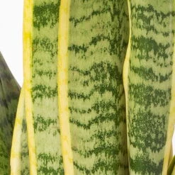 Bogenhanf In Keramiktopf Anthrazit, Topf-Ø 12 Cm, Höhe Ca. 35-45 Cm, 3er-Set -Madison Verkäufe 0250200718 Sansev Laurentii Dallas anthrazit 4