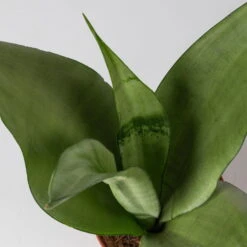 Bogenhanf 'Moonshine' In Übertopf Vibes Gelb, Topf-Ø 12 Cm, Höhe Ca. 45 Cm -Madison Verkäufe 0250200807 0250200808 0250200809 sansevieria moonshine T12 1 2 123611