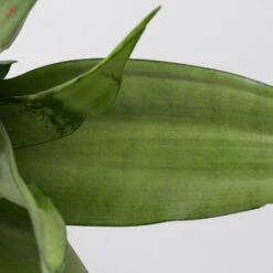 Bogenhanf 'Moonshine' In Übertopf Vibes Gelb, Topf-Ø 12 Cm, Höhe Ca. 45 Cm -Madison Verkäufe 0250200807 0250200808 0250200809 sansevieria moonshine T12 1 3 123610