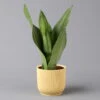 Bogenhanf 'Moonshine' In Übertopf Vibes Gelb, Topf-Ø 12 Cm, Höhe Ca. 45 Cm -Madison Verkäufe 0250200814 Sansevieria Moonshine mit uebertopf gelb 12cmT H45cm Elho Vibes 124814