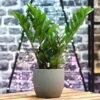 Glücksfeder, Topf-Ø 14 Cm, Höhe Ca. 40 Cm -Madison Verkäufe 0250300074 Zamioculcas zamiifolia Lucky