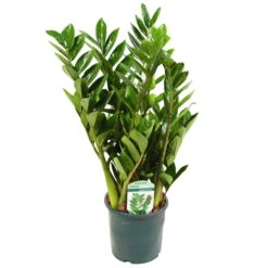 Glücksfeder, Topf-Ø 14 Cm, Höhe Ca. 40 Cm 7 Glücksfeder, Topf-Ø 14 Cm, Höhe Ca. 40 Cm -Madison Verkäufe 0250300075 Zamioculcas zamiifolia Lucky 17cm T H 50cm