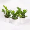 Glücksfeder Inkl. Übertopf 'Dallas' Weiß, Topf-Ø 12 Cm, 3er-Set -Madison Verkäufe 0250300104 Zamioculcas zamiifolia mit Keramiktopf Dallas 3er Set 1