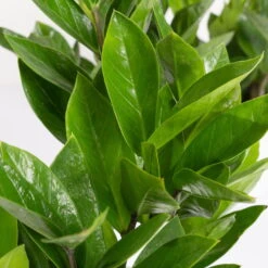 Glücksfeder Inkl. Übertopf 'Dallas' Weiß, Topf-Ø 12 Cm, 3er-Set -Madison Verkäufe 0250300104 Zamioculcas zamiifolia mit Keramiktopf Dallas 3er Set 3