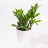 Glücksfeder Inkl. Übertopf 'Dallas' Weiß, Topf 12 Cm Ø -Madison Verkäufe 0250300105 Zamioculcas zamiifolia mit Keramiktopf Dallas 1er Set 1