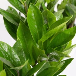 Glücksfeder Inkl. Übertopf 'Dallas' Weiß, Topf 12 Cm Ø -Madison Verkäufe 0250300105 Zamioculcas zamiifolia mit Keramiktopf Dallas 1er Set 3