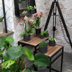 Phalaenopsis, Gesprenkelte Sorten, 3 Rispen, Topf-Ø 9 Cm, Höhe Ca. 30 Cm 11 Phalaenopsis, Gesprenkelte Sorten, 3 Rispen, Topf-Ø 9 Cm, Höhe Ca. 30 Cm -Madison Verkäufe 0290100047 Phalaenopsis 3R gesprenkelt 9 cm T H 30 cm