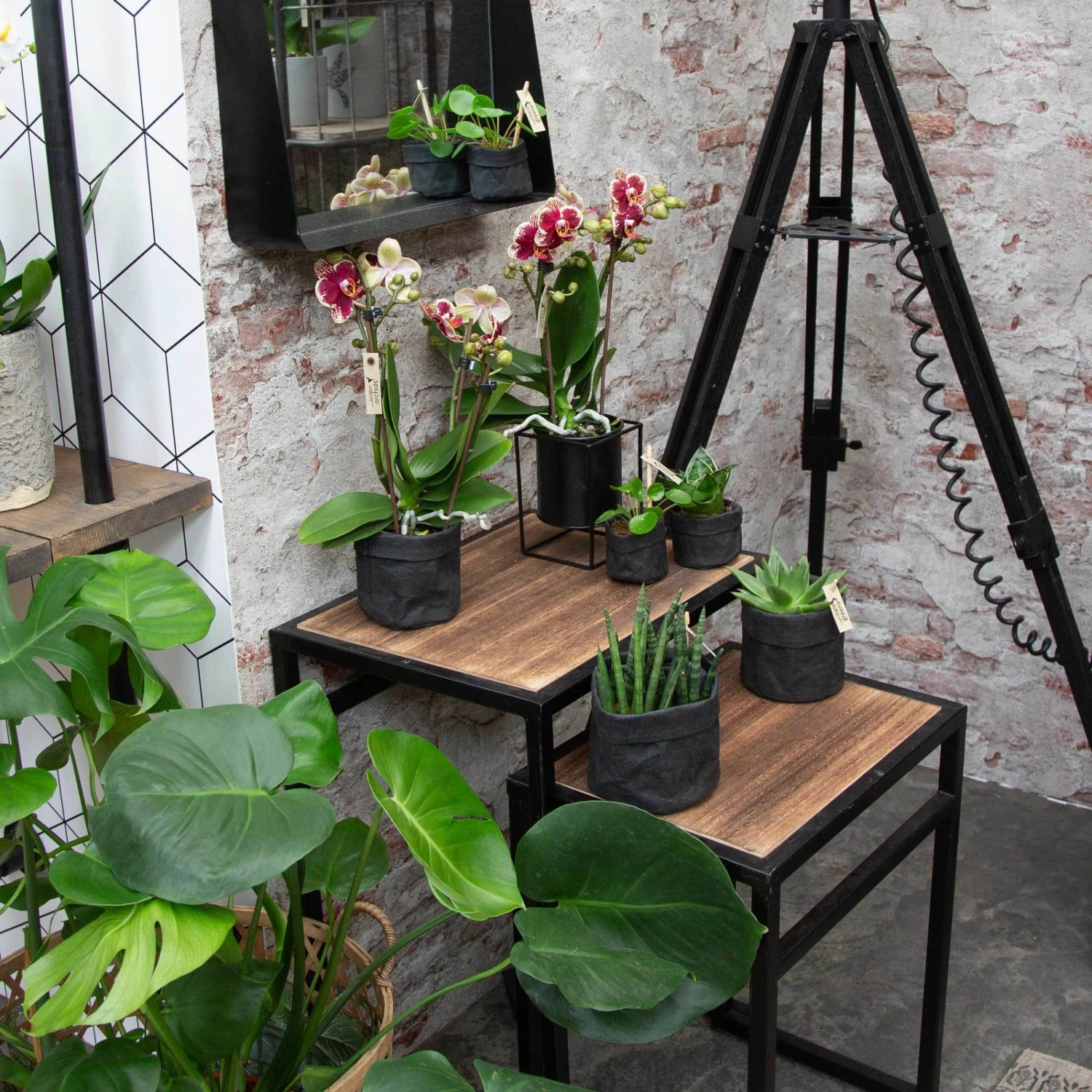 Phalaenopsis, Gesprenkelte Sorten, 3 Rispen, Topf-Ø 9 Cm, Höhe Ca. 30 Cm 6 Phalaenopsis, Gesprenkelte Sorten, 3 Rispen, Topf-Ø 9 Cm, Höhe Ca. 30 Cm – Bild 4