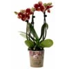 Phalaenopsis, Gesprenkelte Sorten, 3 Rispen, Topf-Ø 9 Cm, Höhe Ca. 30 Cm 1 Phalaenopsis, Gesprenkelte Sorten, 3 Rispen, Topf-Ø 9 Cm, Höhe Ca. 30 Cm -Madison Verkäufe 0290100047 Phalaenopsis 3Rispen gesprenkelt 9cm Topf Hoehe 30cm