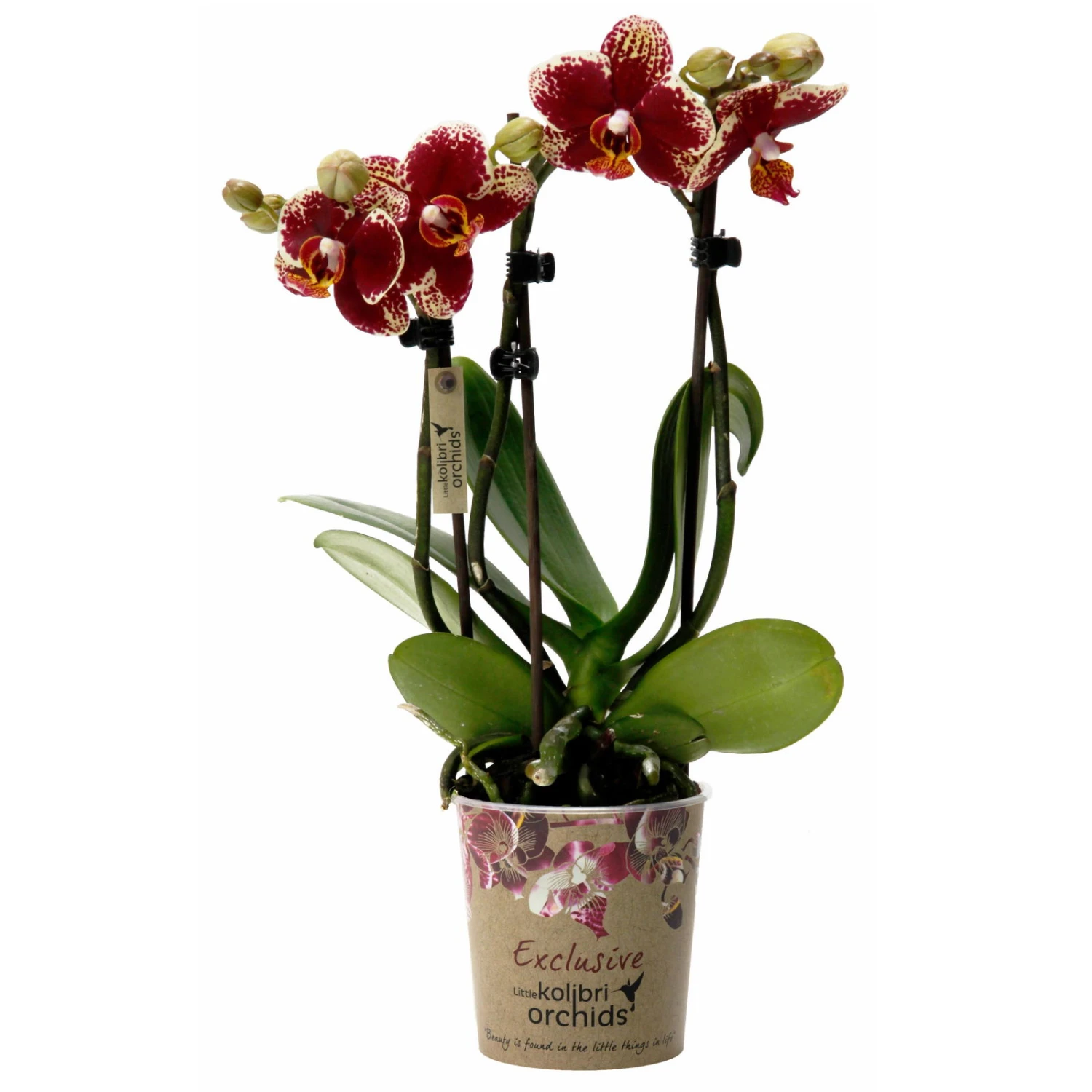 Phalaenopsis, Gesprenkelte Sorten, 3 Rispen, Topf-Ø 9 Cm, Höhe Ca. 30 Cm 3 Phalaenopsis, Gesprenkelte Sorten, 3 Rispen, Topf-Ø 9 Cm, Höhe Ca. 30 Cm