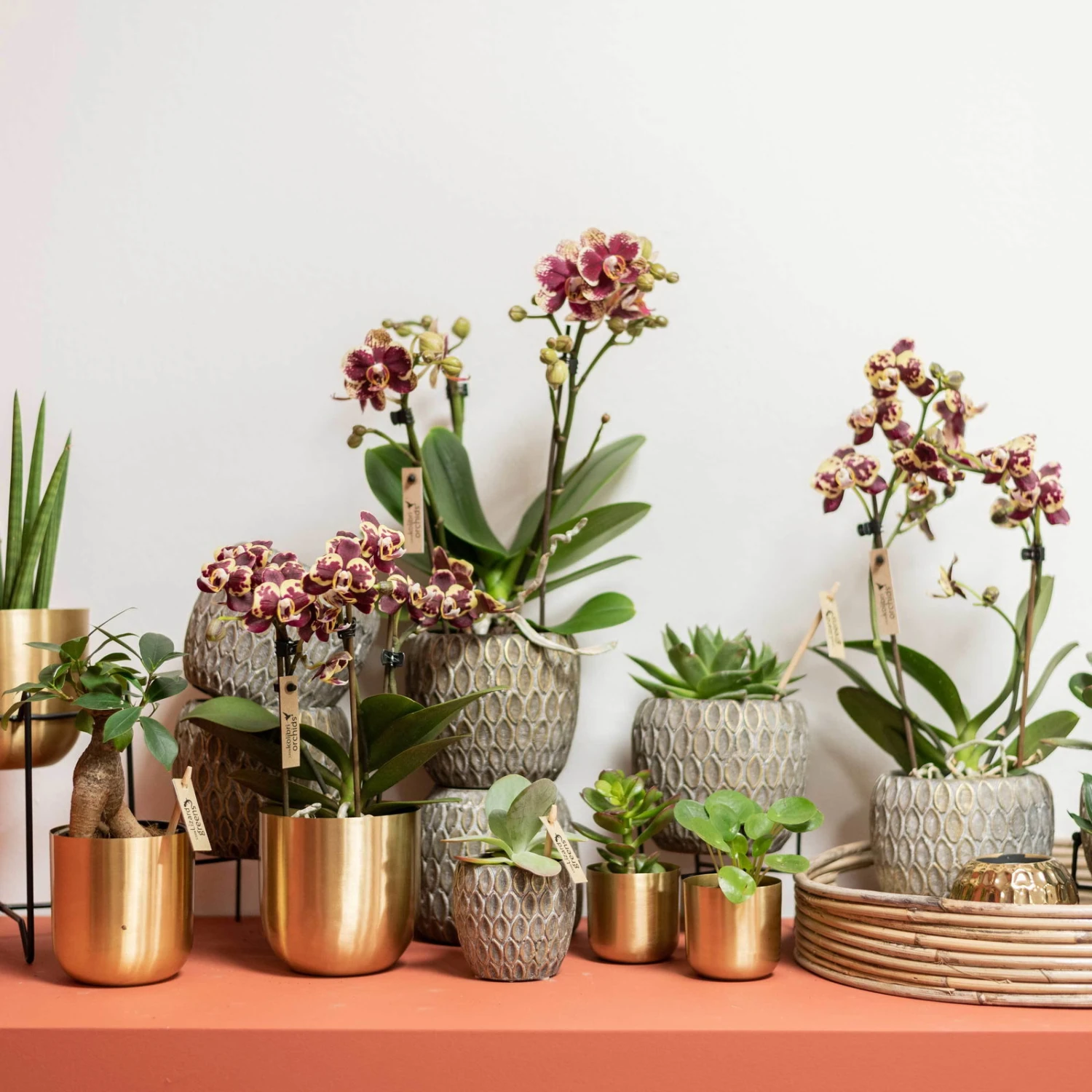 Phalaenopsis, Gesprenkelte Sorten, 3 Rispen, Topf-Ø 9 Cm, Höhe Ca. 30 Cm 5 Phalaenopsis, Gesprenkelte Sorten, 3 Rispen, Topf-Ø 9 Cm, Höhe Ca. 30 Cm – Bild 3