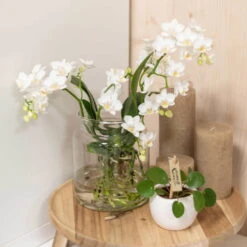 Phalaenopsis, Weißtöne, 2 Rispen, Topf-Ø 9cm, Mit Keramikübertopf, Höhe Ca. 30cm -Madison Verkäufe 0290100060 3