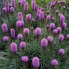 Bio Prachtscharte 'Kobold' Violett, Topf-Ø 11 Cm, 3er-Set -Madison Verkäufe 0310100315 Liatris spicata Kobold 6946