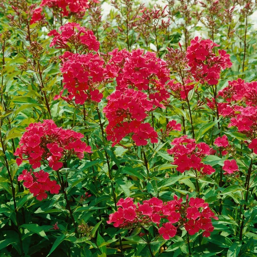 Bio Flammenblume 'Septemberglut' Pink, Topf-Ø 11 Cm, 3er-Set 3 Bio Flammenblume 'Septemberglut' Pink, Topf-Ø 11 Cm, 3er-Set