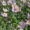 Herbst-Anemone Rosa, 3 Liter Topf -Madison Verkäufe 0310101914 Anemone japonica 6948