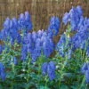 Bio Herbst-Eisenhut 'Arendsii' Blau, Topf-Ø 11 Cm, 3er-Set -Madison Verkäufe 0310102082 Aconitum carmichaelii Arendsii Koelle 11 cm Topf blau 44395