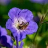 Storchschnabel 'Rozanne'® Violett, Topf-Ø 12 Cm, 3er-Set -Madison Verkäufe 0310106062 Geranium wallichianum Rozanne Koelle 11cm Topf1 67671