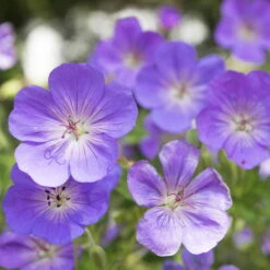 Storchschnabel 'Rozanne'® Violett, Topf-Ø 12 Cm, 3er-Set -Madison Verkäufe 0310106062 Geranium wallichianum Rozanne Koelle 11cm Topf 67672