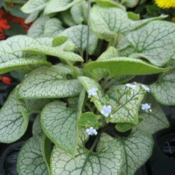 Vergissmeinnicht 'Jack Frost' Blau, Topf-Ø 12 Cm, 3er-Set -Madison Verkäufe 0310106107 Brunnera macrophylla Jack Frost KB Topf blau1 76895
