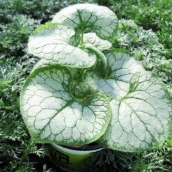 Vergissmeinnicht 'Jack Frost' Blau, Topf-Ø 12 Cm, 3er-Set -Madison Verkäufe 0310106107 Brunnera macrophylla Jack Frost KB Topf blau 76894