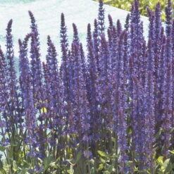Salvia Nemorosa 'Caradonna' Dunkelblau, Topf-Ø 11 Cm, 3er-Set 11 Salvia Nemorosa 'Caradonna' Dunkelblau, Topf-Ø 11 Cm, 3er-Set -Madison Verkäufe 0310106402 Salvia nemorosa Caradonna Koelles Beste 11cm Topf blau Salbei o 4795