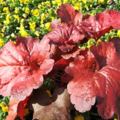 Purpurglöckchen 'Fire Alarm', Topf-Ø 12 Cm, 3er-Set -Madison Verkäufe 0310150064 KB Heuchera FireAlarm 12cmTopf Neu 02 39221