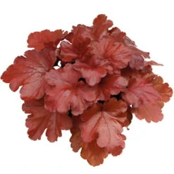 Purpurglöckchen 'Fire Alarm', Topf-Ø 12 Cm, 3er-Set -Madison Verkäufe 0310150064 KB Heuchera FireAlarm 12cmTopf Neu 39220
