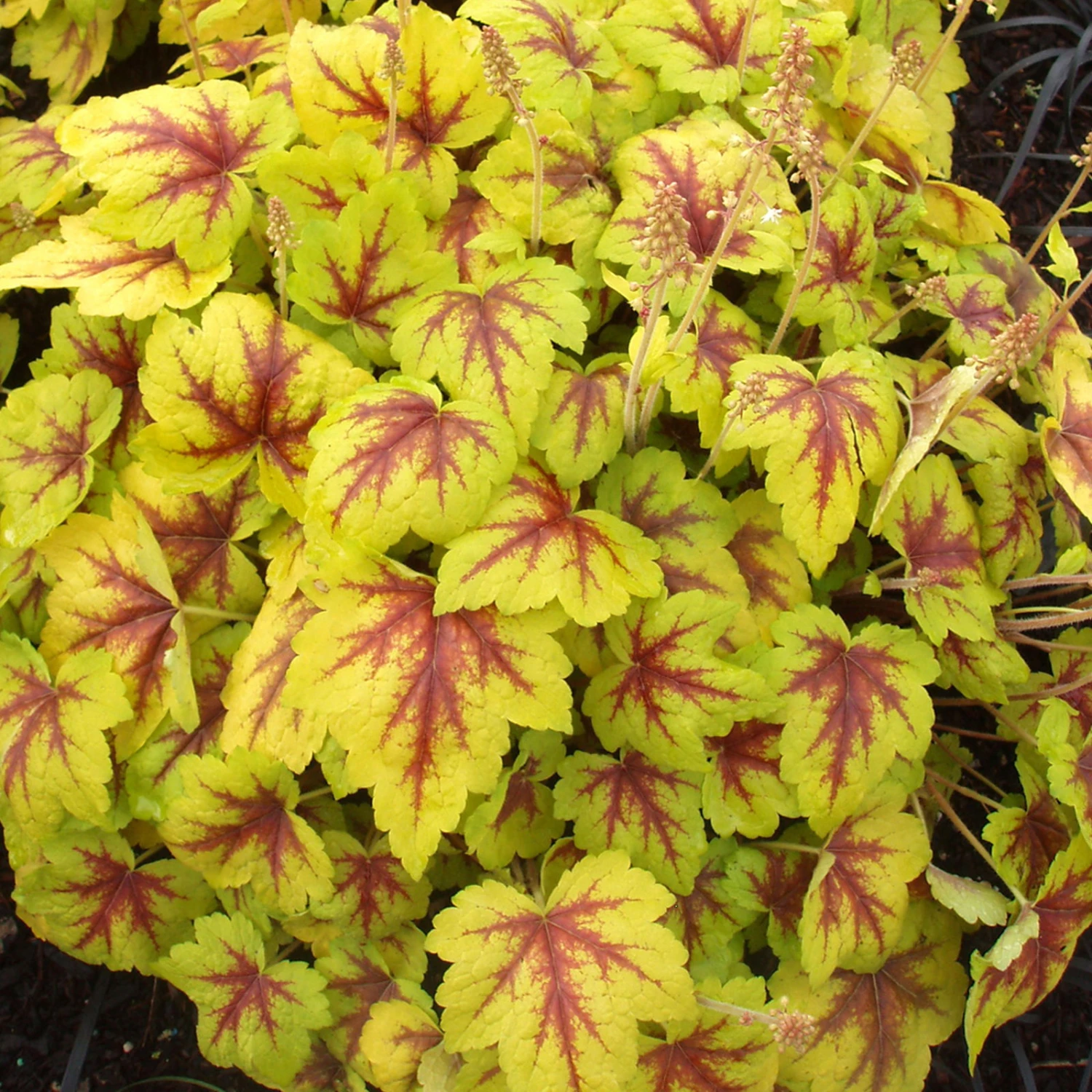 Heucherella 'Stoplight®', Topf-Ø 12 Cm, 3er-Set 4 Heucherella 'Stoplight®', Topf-Ø 12 Cm, 3er-Set – Bild 2