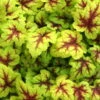 Heucherella 'Stoplight®', Topf-Ø 12 Cm, 3er-Set -Madison Verkäufe 0310150103 KB Heucherella Stoplight 12erTopf hellgruen mitroterMitte Neu 03 39225