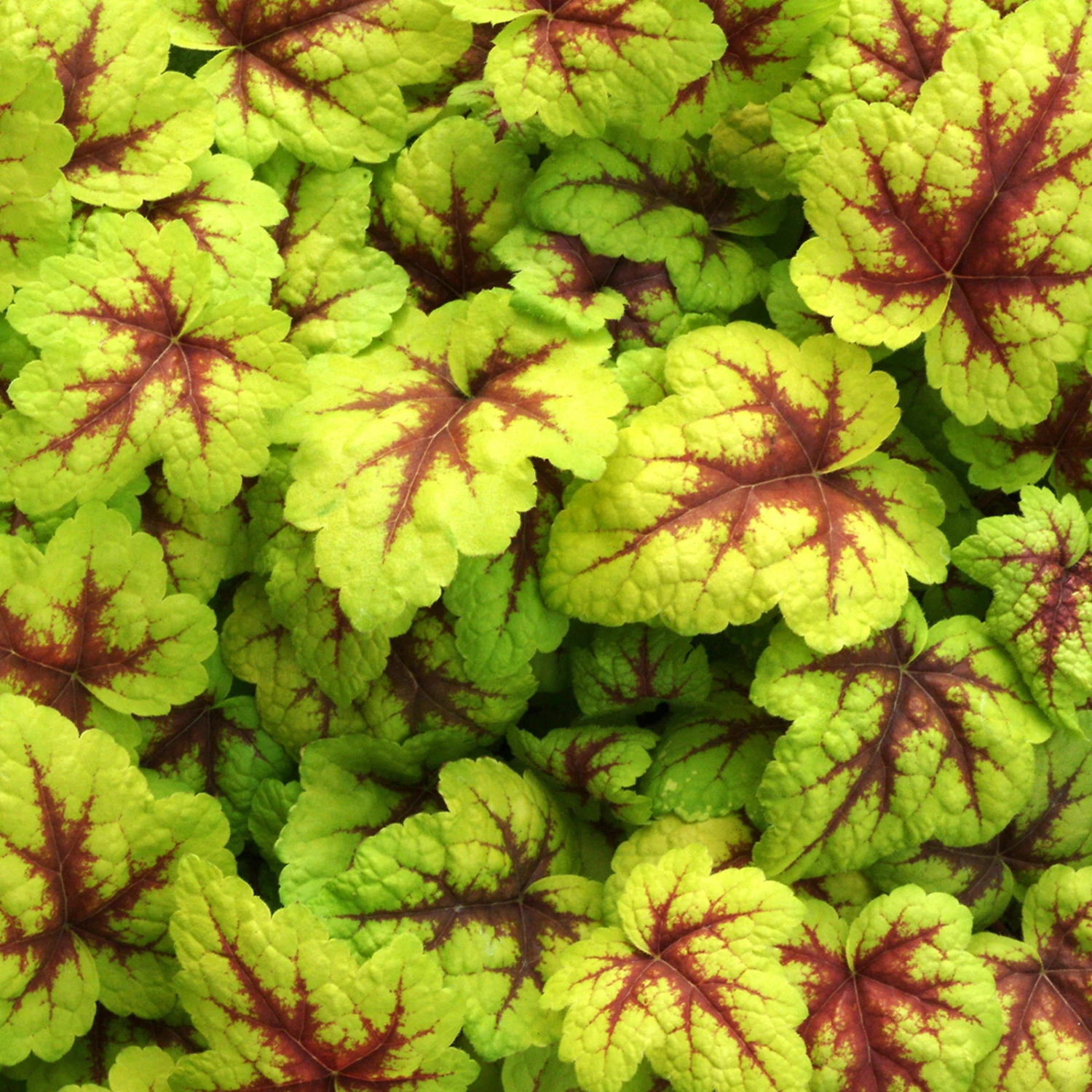 Heucherella 'Stoplight®', Topf-Ø 12 Cm, 3er-Set 3 Heucherella 'Stoplight®', Topf-Ø 12 Cm, 3er-Set