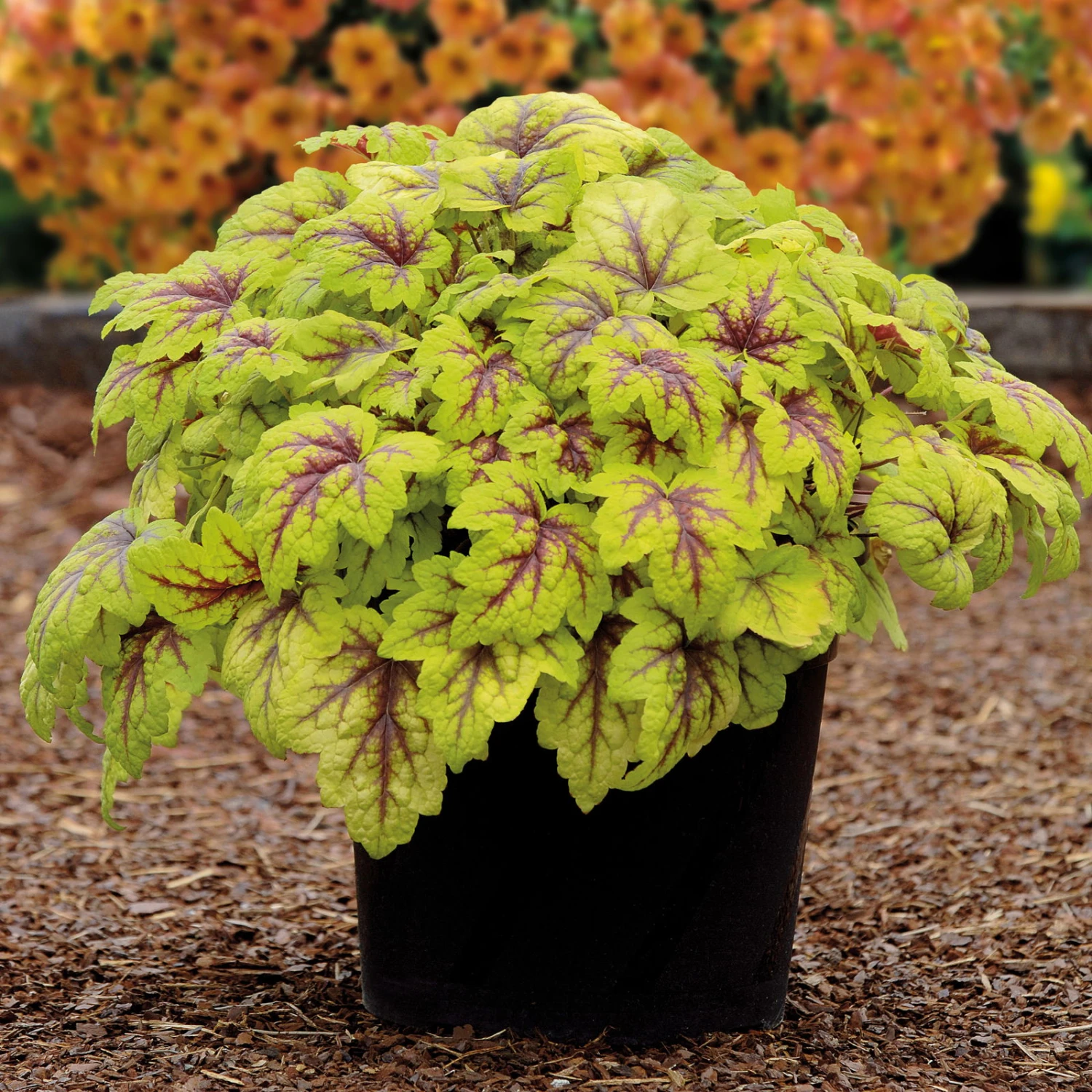 Heucherella 'Stoplight®', Topf-Ø 12 Cm, 3er-Set 5 Heucherella 'Stoplight®', Topf-Ø 12 Cm, 3er-Set – Bild 3