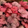 Purpurglöckchen 'Georgia Plum' Violett, Topf-Ø 12 Cm, 3er-Set -Madison Verkäufe 0310150111 KB Heuchera GeorgiaPlum 12erTopf lilarosa Neu 39226