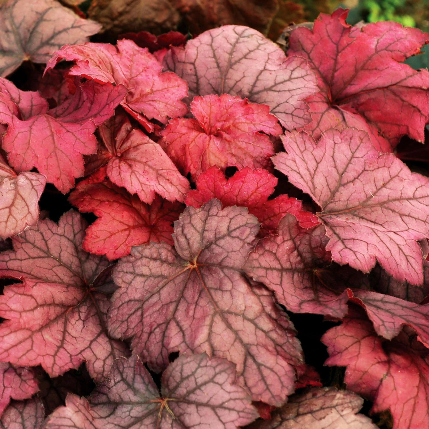 Purpurglöckchen 'Georgia Plum' Violett, Topf-Ø 12 Cm, 3er-Set 3 Purpurglöckchen 'Georgia Plum' Violett, Topf-Ø 12 Cm, 3er-Set