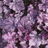 Purpurglöckchen 'Sugar Plum' Violett, Topf-Ø 12 Cm, 3er-Set -Madison Verkäufe 0310150155 KB Heuchera Sugar Plum 12er Topf silber violett 34528