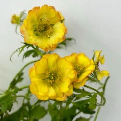 Nelkenwurz 'Nonna' Gelborange Halbgefüllt, Topf-Ø 12 Cm, 3er-Set 15 Nelkenwurz 'Nonna' Gelborange Halbgefüllt, Topf-Ø 12 Cm, 3er-Set -Madison Verkäufe 0310190533 geum nonna koelle bio 6 123838