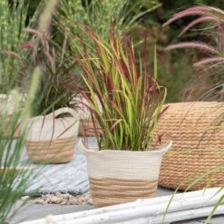 Japanisches Blutgras 'Red Baron', Topf-Ø 12 Cm, 3er-Set -Madison Verkäufe 0310300343 Imperata cylindrica Red Baron 1 81621