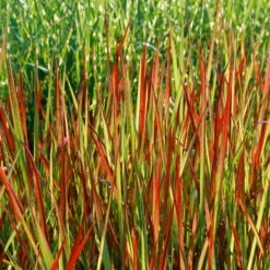 Japanisches Blutgras 'Red Baron', Topf-Ø 12 Cm, 3er-Set -Madison Verkäufe 0310300343 Imperata cylindrica RedBaron KB 9 11er Topf 34536