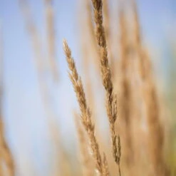 Bio Reitgras 'Karl Förster', Topf-Ø 11 Cm, 3er-Set -Madison Verkäufe 0310300400 Calamagrostis acut Karl Foerster 81623