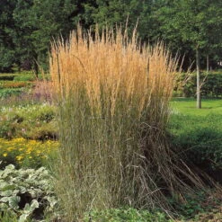 Bio Reitgras 'Karl Förster', Topf-Ø 11 Cm, 3er-Set -Madison Verkäufe 0310300400 Calamagrostis Karl Foerster Koelles Beste 11cm Topf 4890