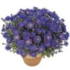 Kissenaster 'Azurit' Blauviolett, Topf-Ø 12 Cm, 3er-Set -Madison Verkäufe 0310500474 1475 aster dumosus azurit blau 68428