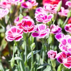 Prinzess-Nelke 'Pink Kisses®' Pink-rosa, Topf-Ø 10,5 Cm, 6er-Set -Madison Verkäufe 0310501036 Dianthus Pink Kisses 3er Set 87645 1